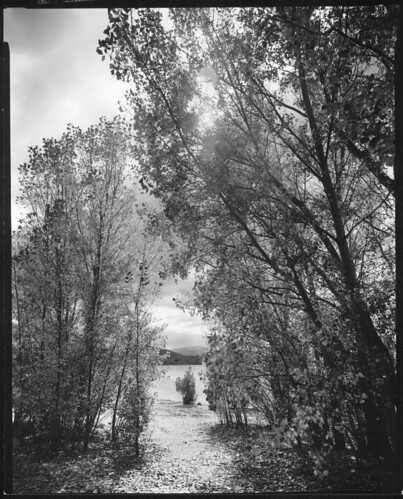 autumn lake film australia 8x10 photograph 100 f95 largeformat poplars jindabyne wollensak fomapan tachihara gelatinsilver 159mm ultrafinesilvereagle