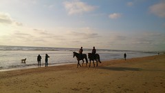 Paarden op het strand