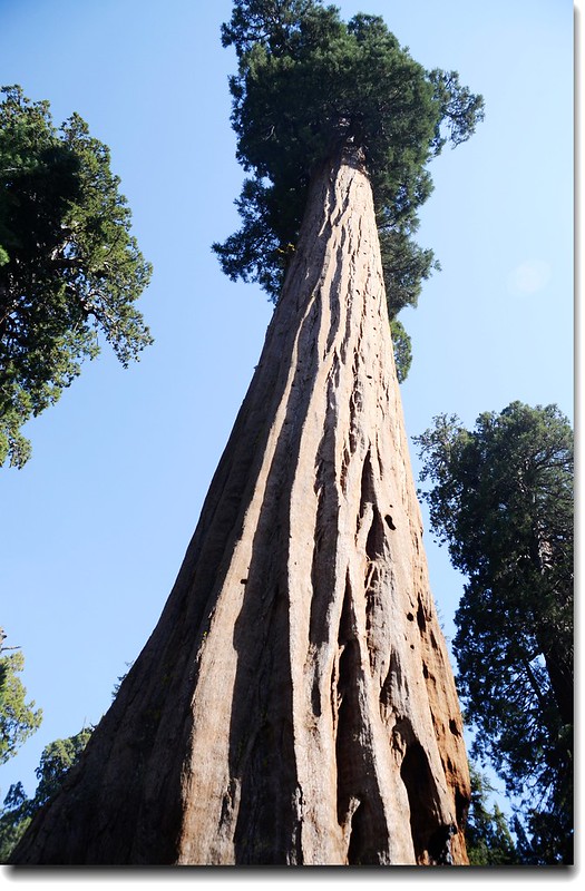 Giant sequoias along Round Meadow 3