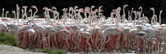 Great Flamingo @ Ras Al Khor Wildlife Sanctuary, Dubai, UAE