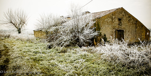 winter france cold tree canon french landscape frozen frost wine bordeaux 1ds canoneos elsa chai francais 2470mm sudouest aquitaine gironde letitgo frenchlandscapes leonreilly standrony leonreillyphotography saintandrony thecoldneverbotheredmeanyway