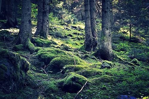 desktop verde sole pioggia lombardia muschi massi raggi bosco licheni misto sottobosco conifere valcamonica abeti faggi parcodelladamello valmalga rigogliosi