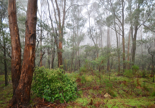 winter cloud green fog forest landscape bush nikon foggy australia victoria treetrunk vic eucalyptus eucalypts gumtrees beechworth northeastvictoria d5100 nikond5100 phunnyfotos beechworthhistoricpark