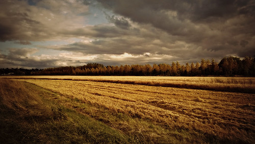 uk england sky clouds wheat harvest oxfordshire englishcountryside nokialumia920
