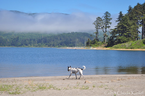 california dog fog blanca bordercolliemix biglagooncountypark