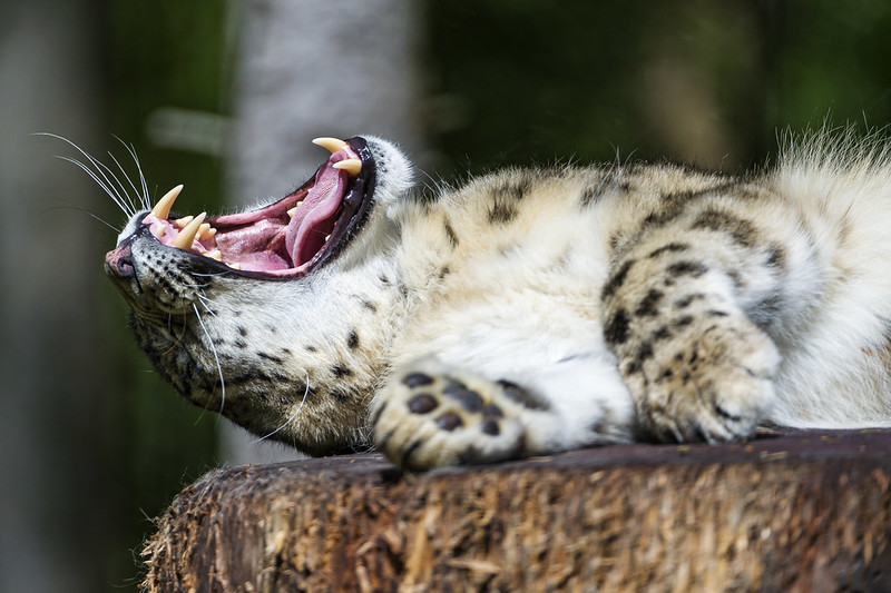 Yawning Altai