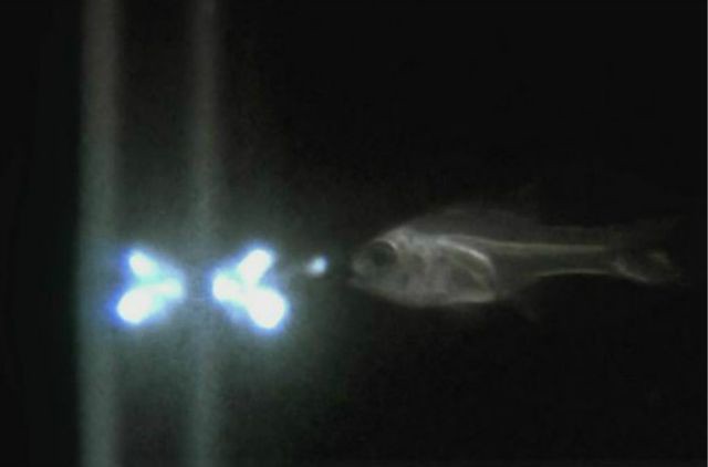 1_peces-escupen-luces.jpg