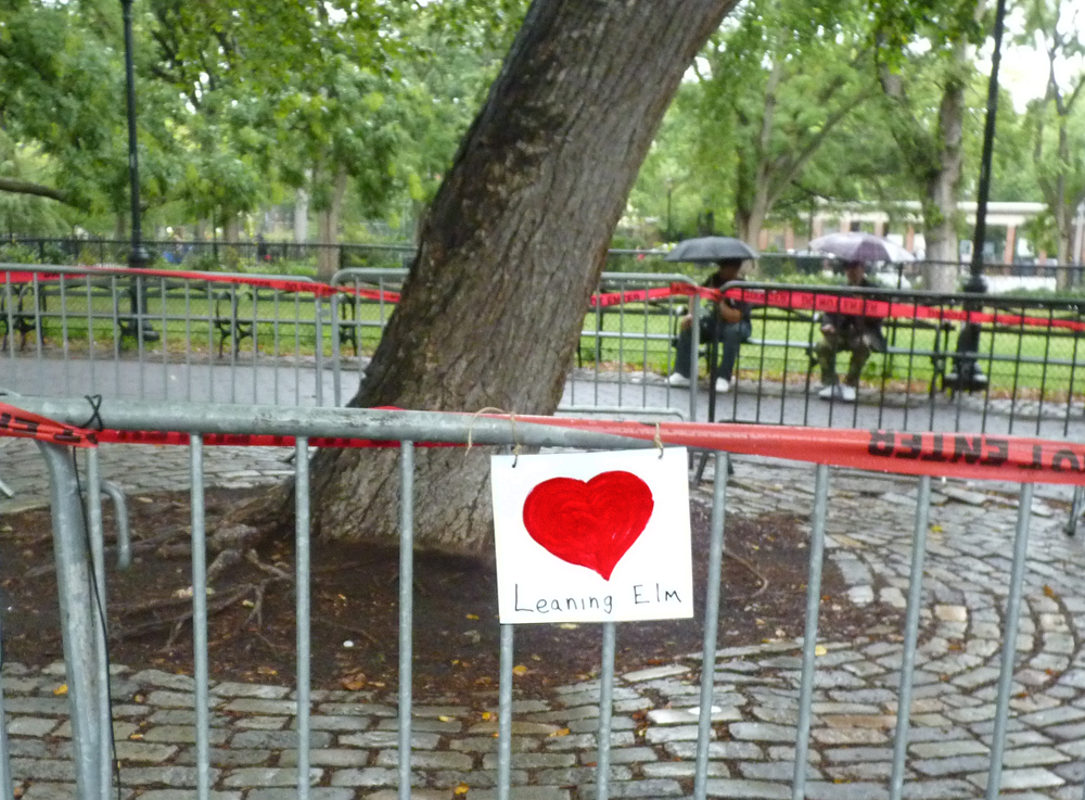 Love for the Leaning Elm