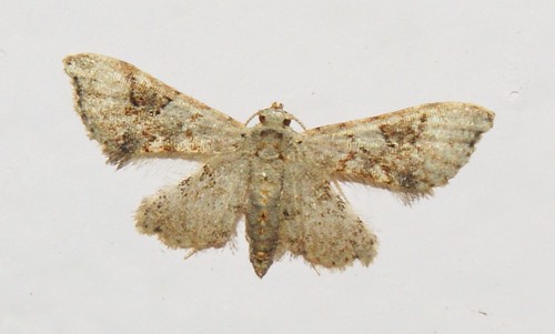 uraniidae moth lepidoptera