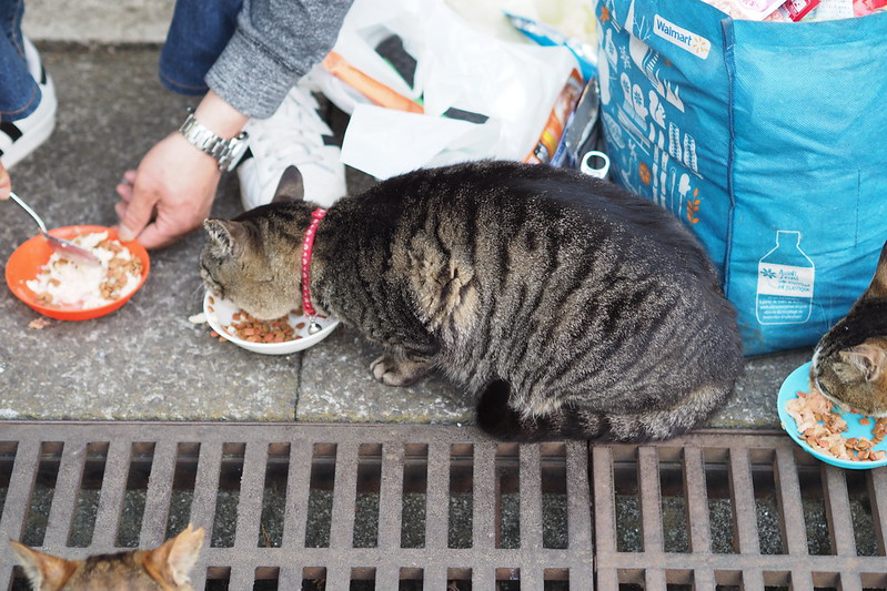 東池袋中央公園の猫。ご飯を食べるキジ虎1号