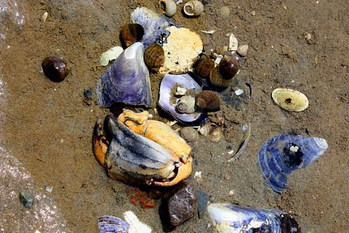 ocean beach maine snail crab atlantic seashore jonesport