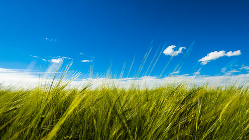 blue england sky field grass clouds walking lincolnshire panasonic local newark nottinghamshire englishcountryside barnby claypole m43 gh3 olympusdigital balderton ng24 micro43 microfourthirds m43rds socialhiking lumixgh3
