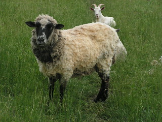 jon the sheep, sheared