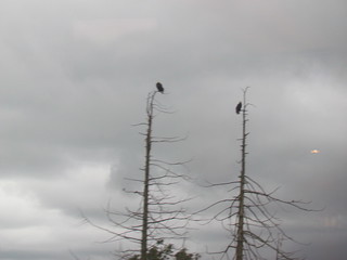 Bald Eagles at Seattle to Vancouver