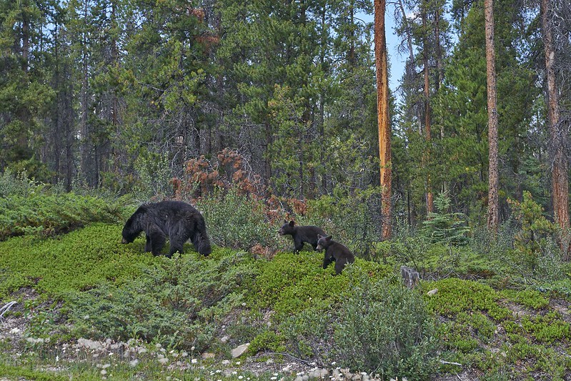 Black Bear with two cubs - Jasper National Park