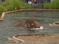 Elephants by the pool, 1 (2008)