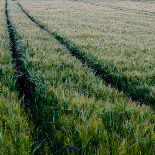field germany nikon cereal campo alemania badenwurtemberg sonnenbühl d7000