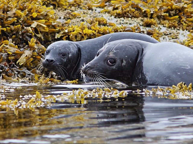 Harbor Seals 3-20140615