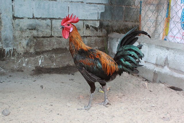 Gà Peru ( cung cấp gà peru từ 1-5 th tuổi) - 5