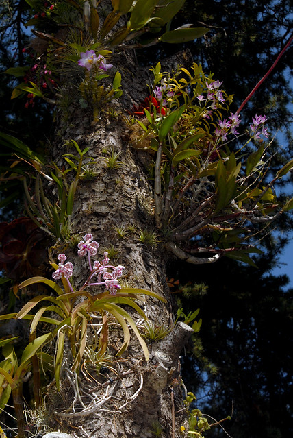Vanda tricolor suavis, Dendrobium kingianum and nobile