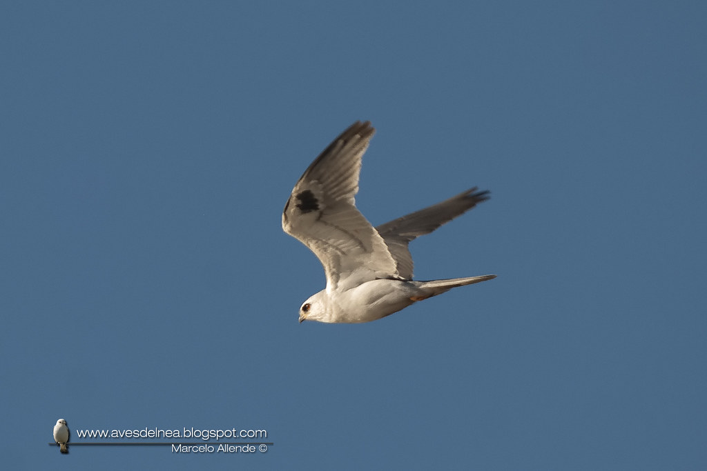 Milano blanco (White-tailed Kite) Elanus leucurus