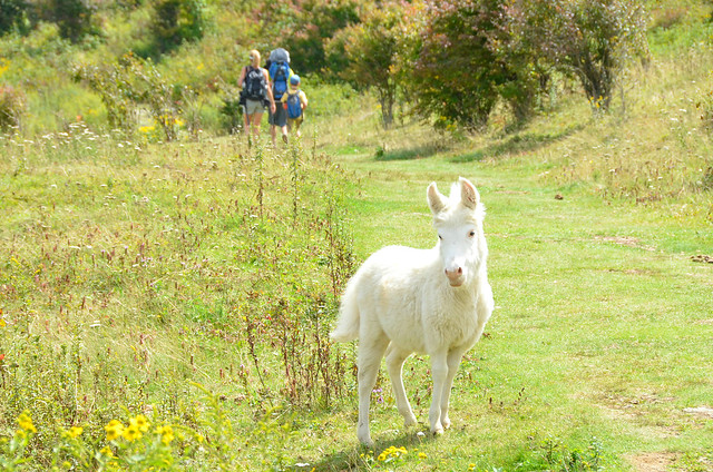 Grayson Highlands State Park wild ponies and the Appalachian Trail A.T. 