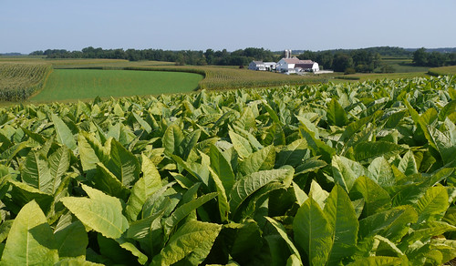 corn pennsylvania farm amish lancaster lancastercounty tobacco alfalfa farmstead southernend