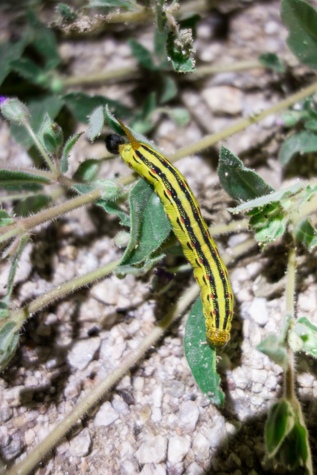 1409 White-lined Sphinx Caterpillar by Headlamp