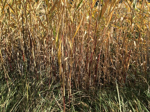 grass montana habit native stems poaceae perennial phragmitesaustralis commonreed rhizomatous beartrapcanyon arundineae