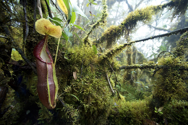 Carnivores et orchidées in situ  15221551282_67093e33ba_z