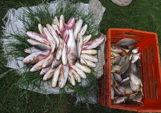 Six herbivores fish varieties are bred in Punjab.