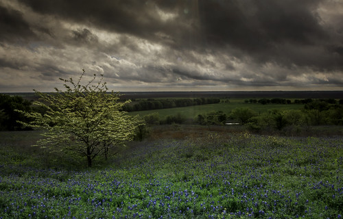 bluebonnets texas wildflowers ruraltexas ruraltown america overcast clouds