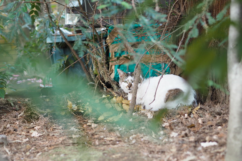 東池袋中央公園の猫。キジ虎ブチ。