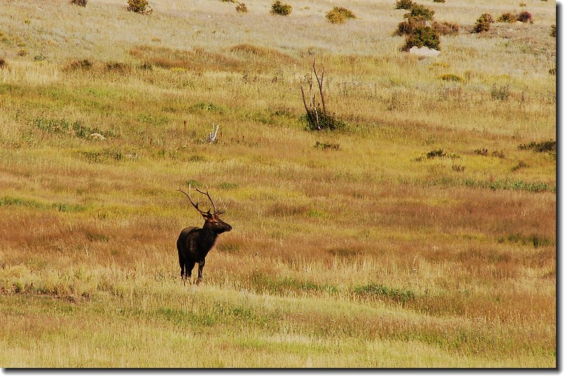 Elk in Moraine Park 2