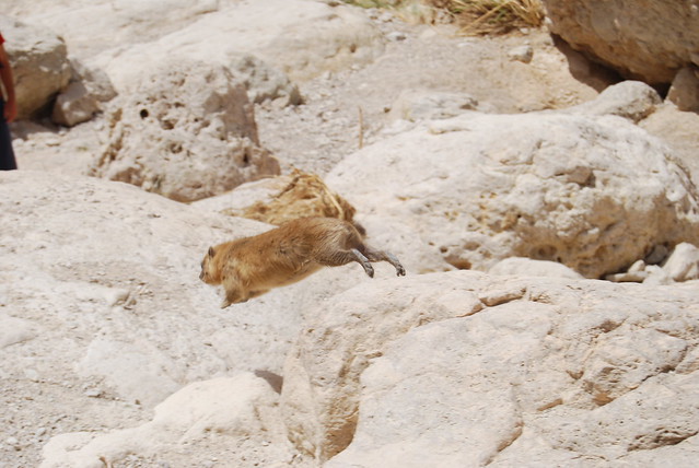 En Guedi Spa, Parque Nacional de EnGuedi y Mar Muerto - A la búsqueda de la piedra antigua. (17)