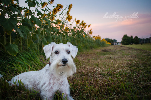 park sunset dog beard tn memphis tennessee canine schnauzer poodle sunflower loki schnoodle shelbyfarms whiteschnauzer