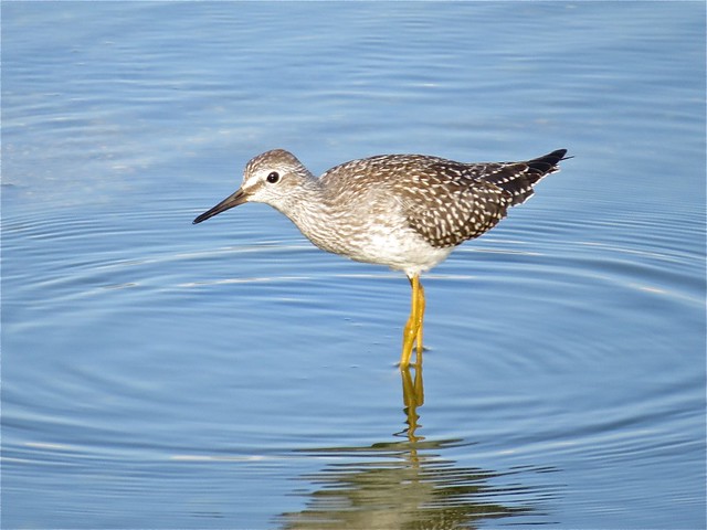 Lesser Yellowlegs at El Paso Sewage Treatment Center in Woodford County, IL 01