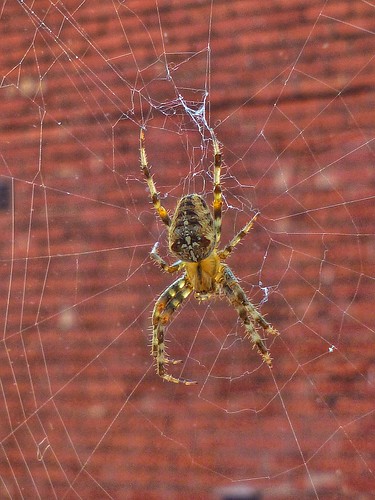 home nature spider web edentown