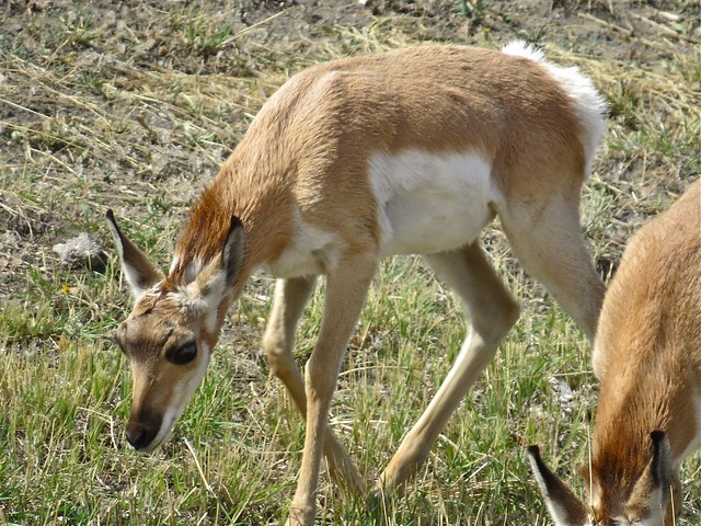 Pronghorn Fawn in Rawlins, Wyoming 03