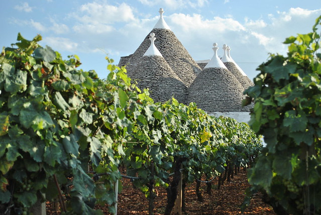 Apulian vineyards (Italy)
