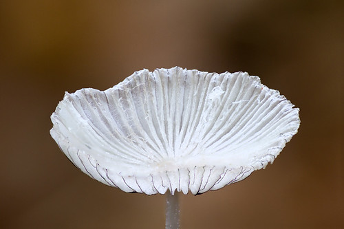 White cap of the Hare's foot Inkcap