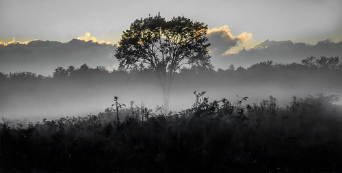 landscape greatswampnwr newjersey fog tree naturalpattern trinterphotos richtrinter fineart