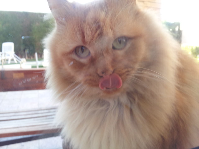 6º Concurso fotográfico "¿Se te comió la lengua el gato?" Bases y fotos participantes 14367801202_436409457c_z