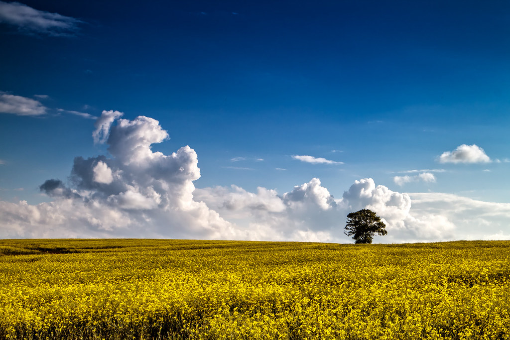 Last of the Rapeseed - #Explored