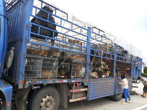 Dogs on the truck, photo by Guangyuan Bo'ai Animal Protection Center, June 2013