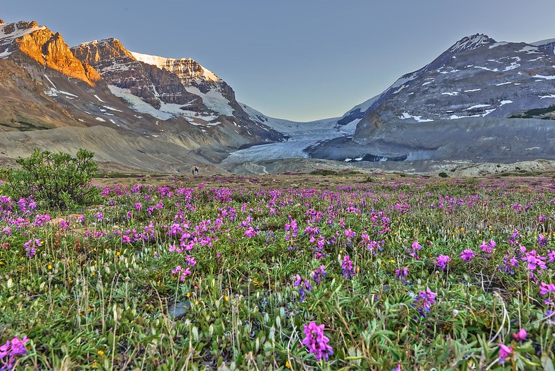 Flowers and Athabasca Glacier - Jasper National Park