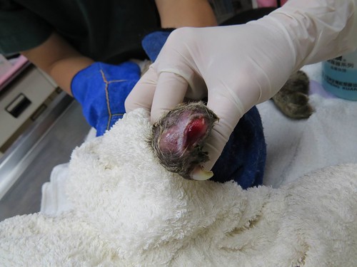 經一個半月的治療，集寶左前掌的傷口已收縮。圖片來源：特有生物保育中心。