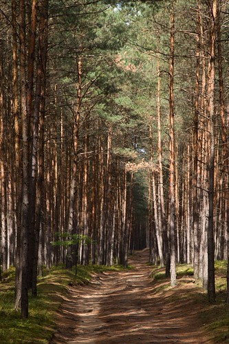 les pine forest czechrepublic borovice čr máchůvkraj máchùvkraj doksko