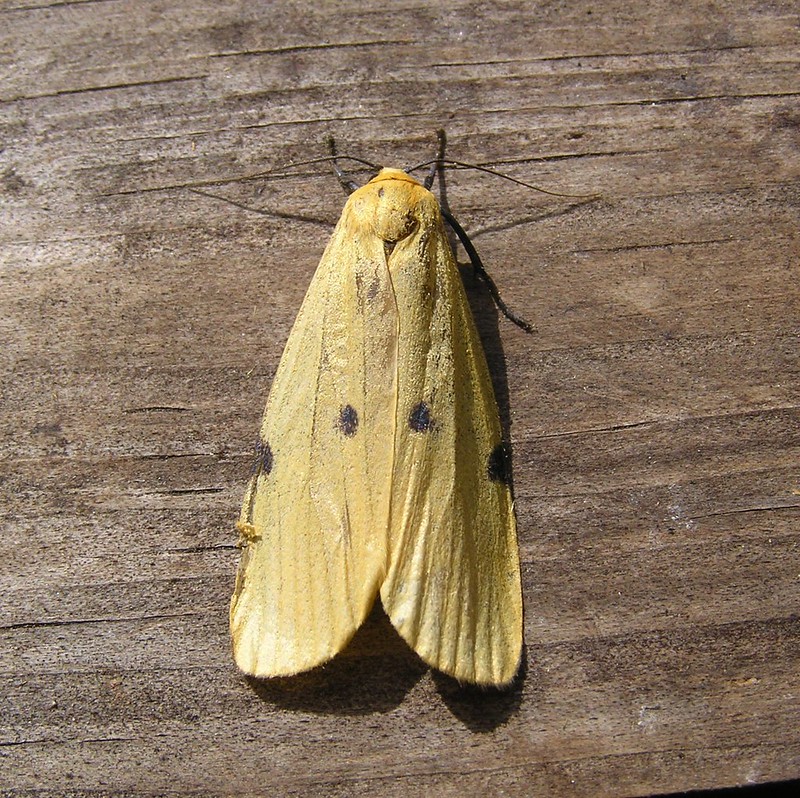 Un papillon - une chenille - Lithosia quadra 14873188667_8b25e1907a_c