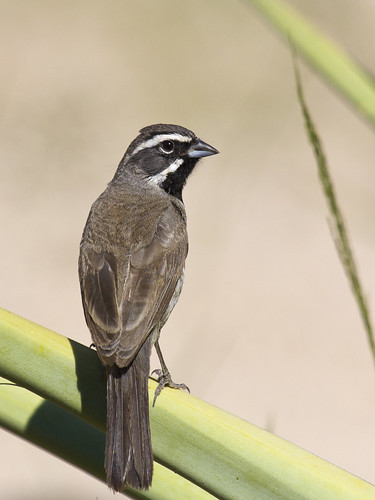 arizona birds sparrow blackthroated blackthroatedsparrow amphispizabilineata canont2i